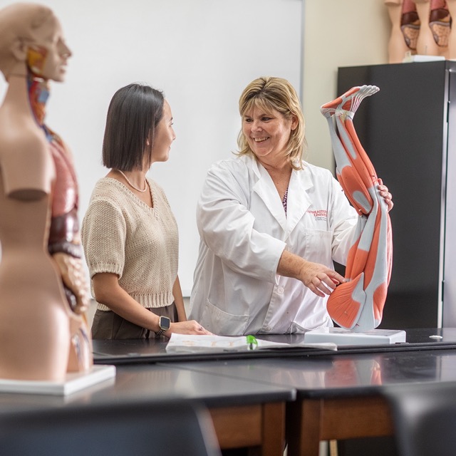 Anatomy professor teaching a student using a muscle system model